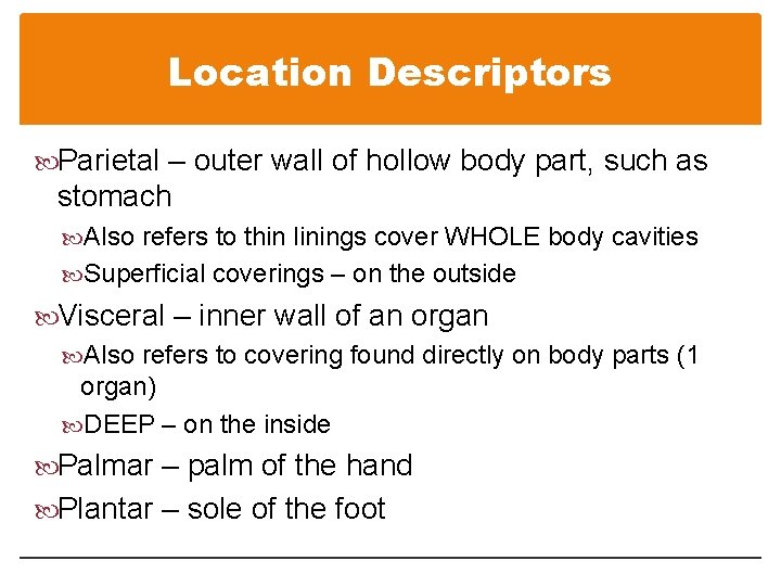 Location Descriptors Parietal – outer wall of hollow body part, such as stomach Also Location Descriptors Parietal – outer wall of hollow body part, such as stomach Also