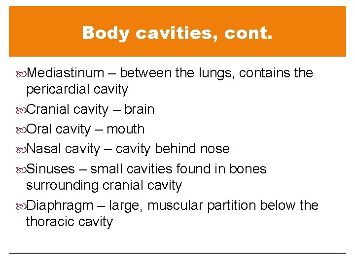 Body cavities, cont. Mediastinum – between the lungs, contains the pericardial cavity Cranial cavity