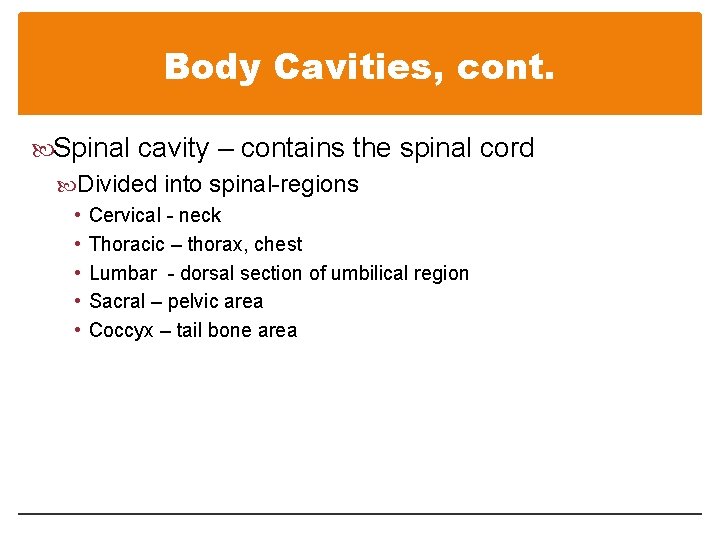 Body Cavities, cont. Spinal cavity – contains the spinal cord Divided into spinal-regions • Body Cavities, cont. Spinal cavity – contains the spinal cord Divided into spinal-regions •