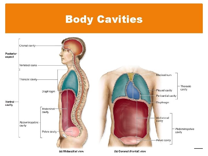 Body Cavities 