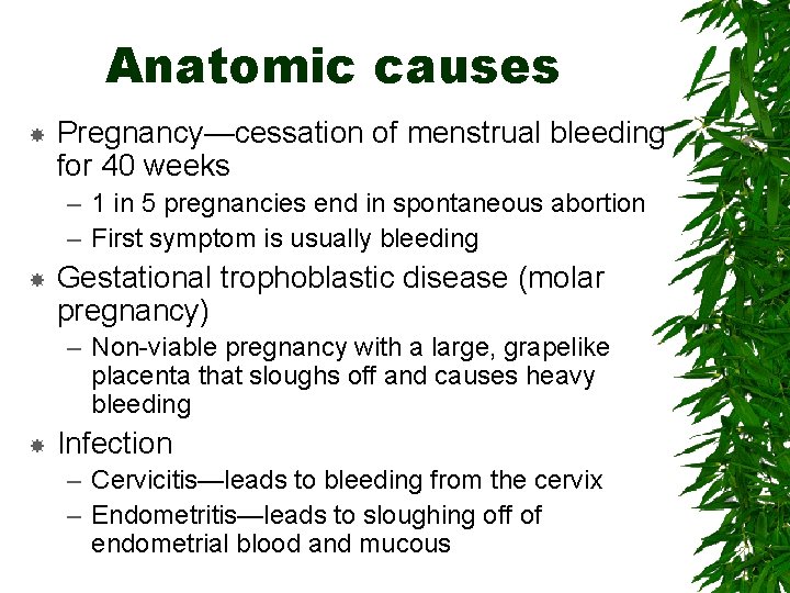 Anatomic causes Pregnancy—cessation of menstrual bleeding for 40 weeks – 1 in 5 pregnancies