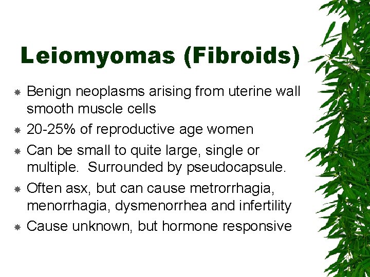 Leiomyomas (Fibroids) Benign neoplasms arising from uterine wall smooth muscle cells 20 -25% of