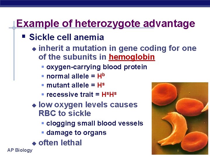 Example of heterozygote advantage § Sickle cell anemia u inherit a mutation in gene