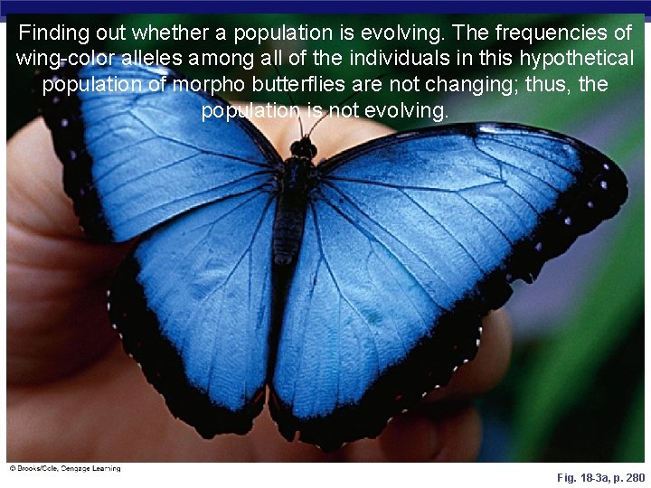 Finding out whether a population is evolving. The frequencies of wing-color alleles among all