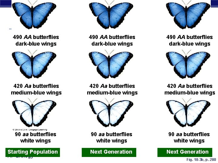 490 AA butterflies dark-blue wings 420 Aa butterflies medium-blue wings 90 aa butterflies white