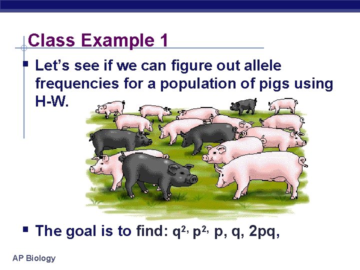 Class Example 1 § Let’s see if we can figure out allele frequencies for