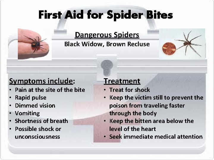 First Aid for Spider Bites Dangerous Spiders Black Widow, Brown Recluse Symptoms include: •