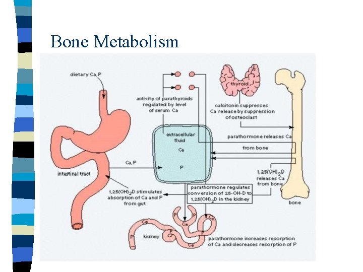 Bone Metabolism 