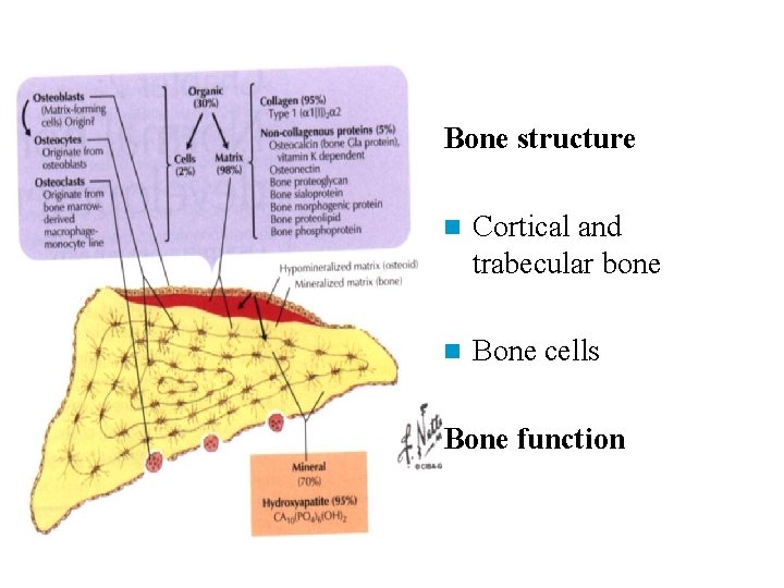 Bone structure n Cortical and trabecular bone n Bone cells Bone function 