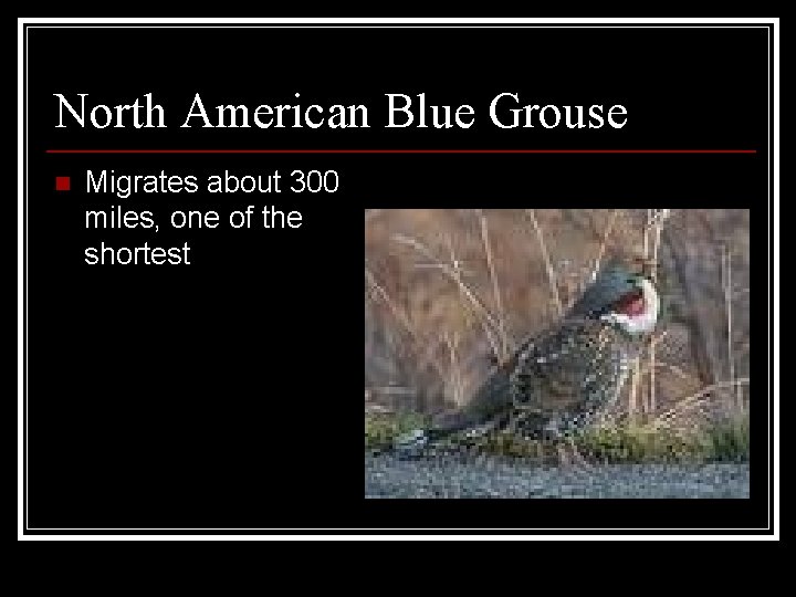 North American Blue Grouse n Migrates about 300 miles, one of the shortest 