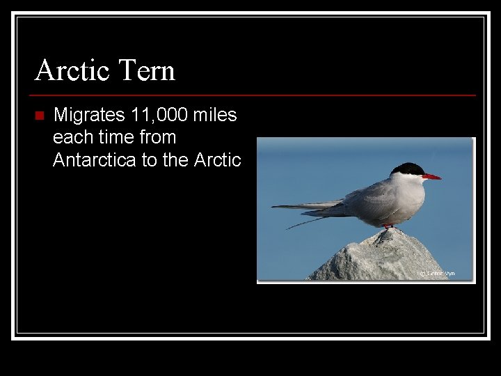 Arctic Tern n Migrates 11, 000 miles each time from Antarctica to the Arctic