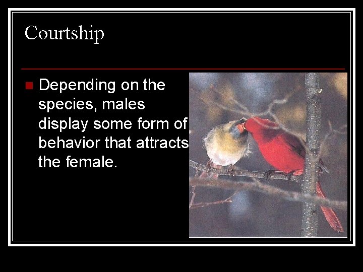 Courtship n Depending on the species, males display some form of behavior that attracts