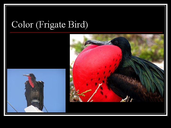 Color (Frigate Bird) 
