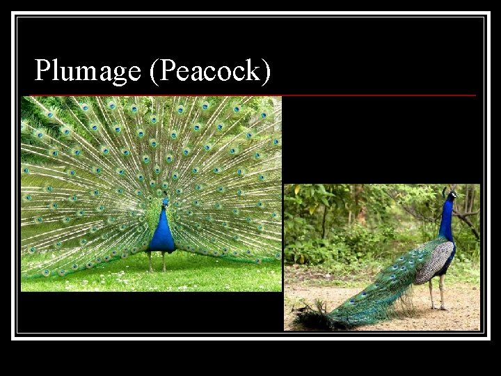 Plumage (Peacock) 