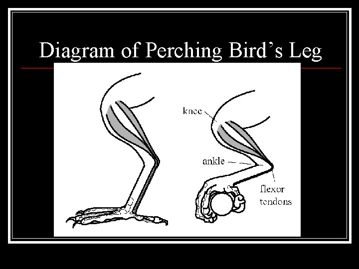 Diagram of Perching Bird’s Leg 