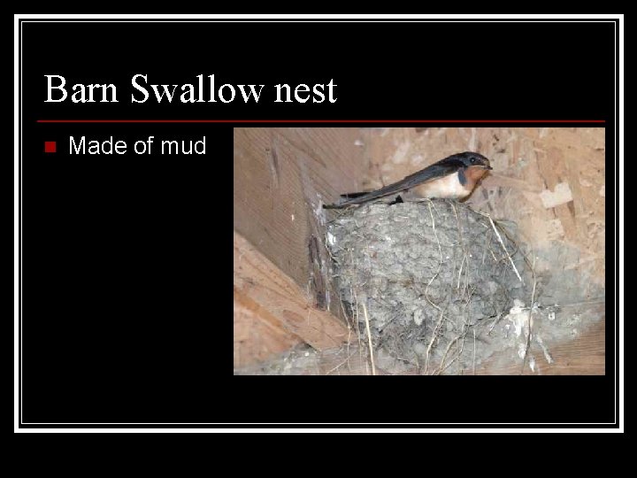 Barn Swallow nest n Made of mud 