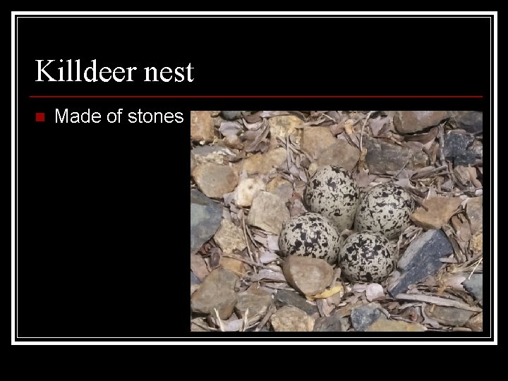 Killdeer nest n Made of stones 