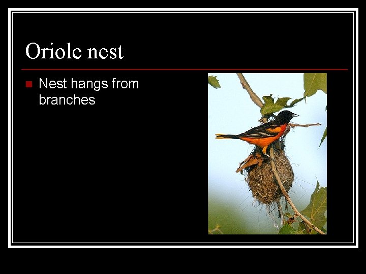 Oriole nest n Nest hangs from branches 