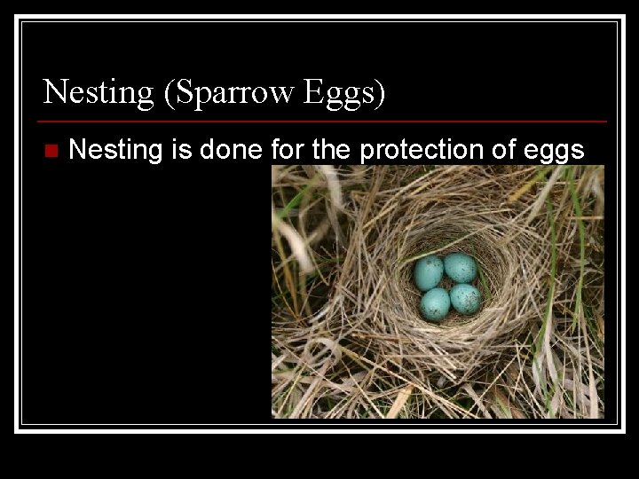 Nesting (Sparrow Eggs) n Nesting is done for the protection of eggs 