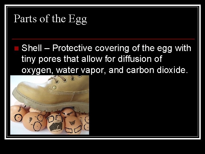 Parts of the Egg n Shell – Protective covering of the egg with tiny
