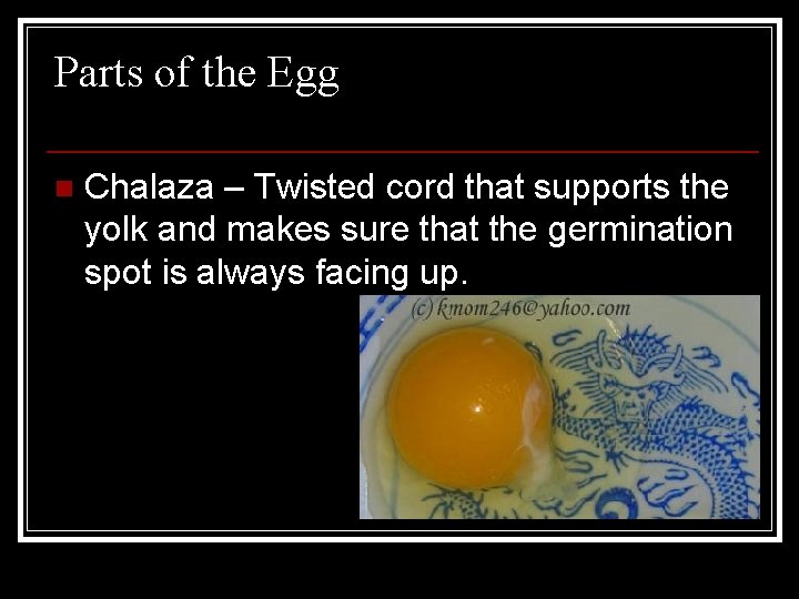 Parts of the Egg n Chalaza – Twisted cord that supports the yolk and