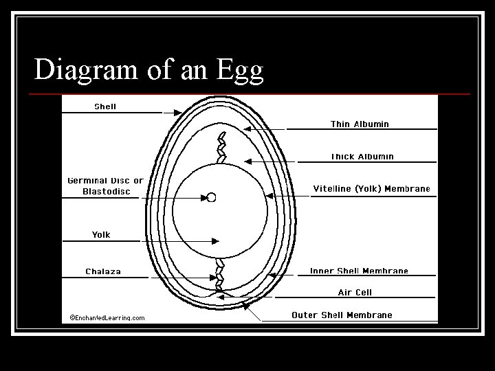 Diagram of an Egg 