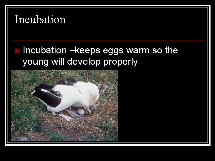 Incubation n Incubation –keeps eggs warm so the young will develop properly 