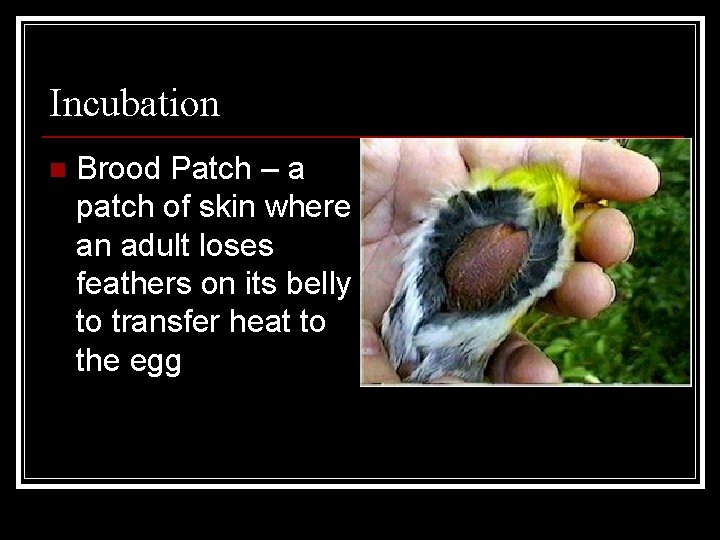 Incubation n Brood Patch – a patch of skin where an adult loses feathers
