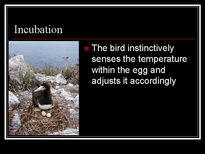 Incubation n The bird instinctively senses the temperature within the egg and adjusts it