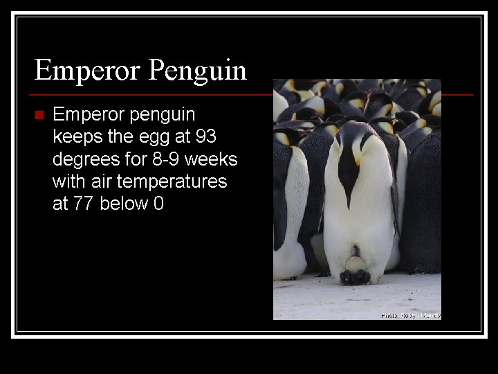 Emperor Penguin n Emperor penguin keeps the egg at 93 degrees for 8 -9