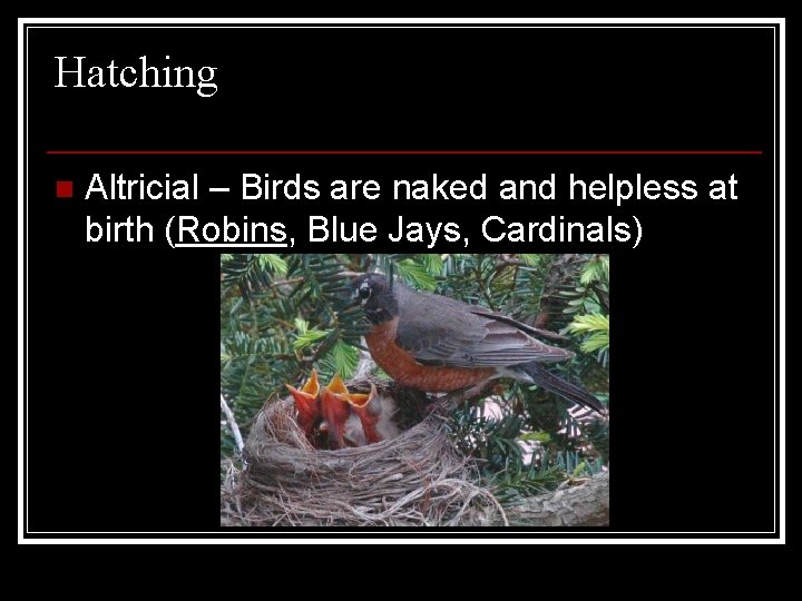 Hatching n Altricial – Birds are naked and helpless at birth (Robins, Blue Jays,