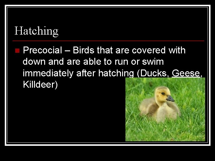 Hatching n Precocial – Birds that are covered with down and are able to