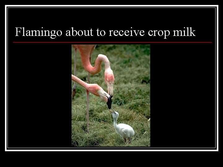 Flamingo about to receive crop milk 