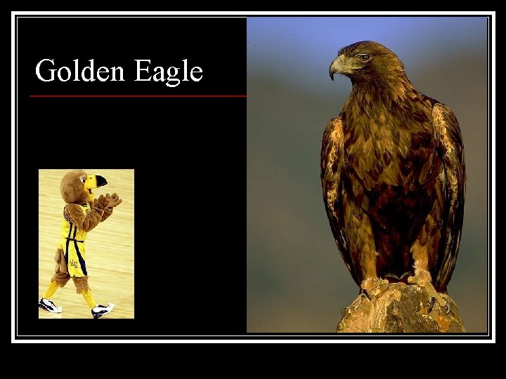 Golden Eagle 