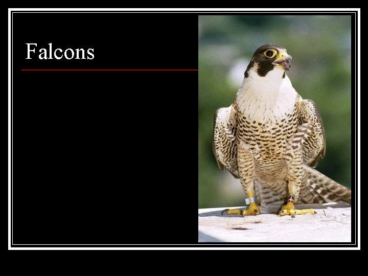 Falcons 