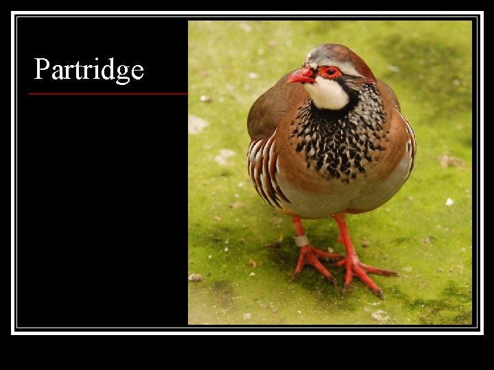Partridge 