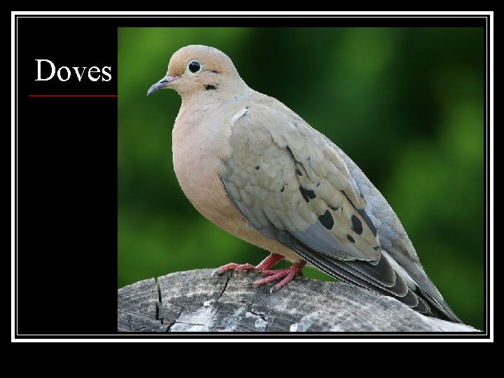 Doves 
