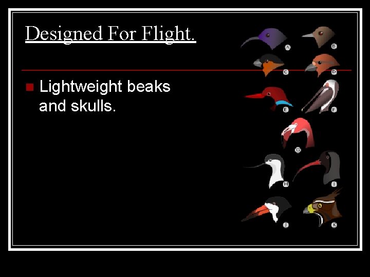 Designed For Flight. n Lightweight beaks and skulls. 