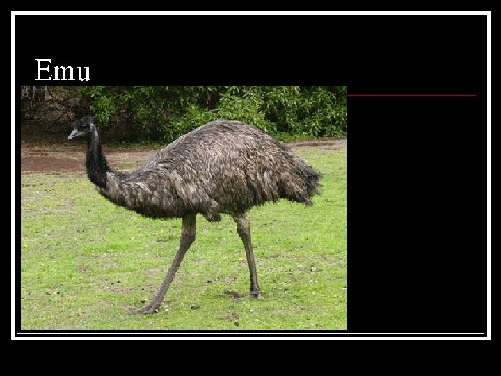 Emu 