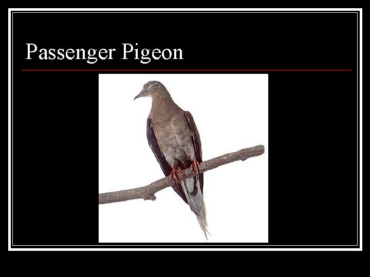 Passenger Pigeon 