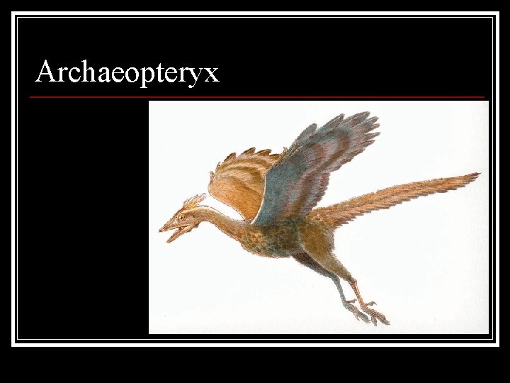 Archaeopteryx 