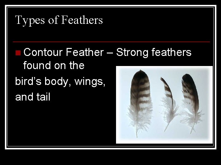 Types of Feathers n Contour Feather – Strong feathers found on the bird’s body,