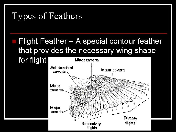 Types of Feathers n Flight Feather – A special contour feather that provides the