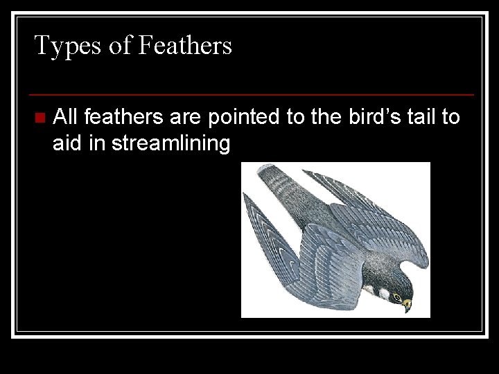 Types of Feathers n All feathers are pointed to the bird’s tail to aid