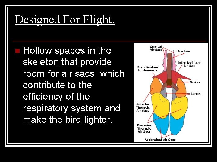 Designed For Flight. n Hollow spaces in the skeleton that provide room for air