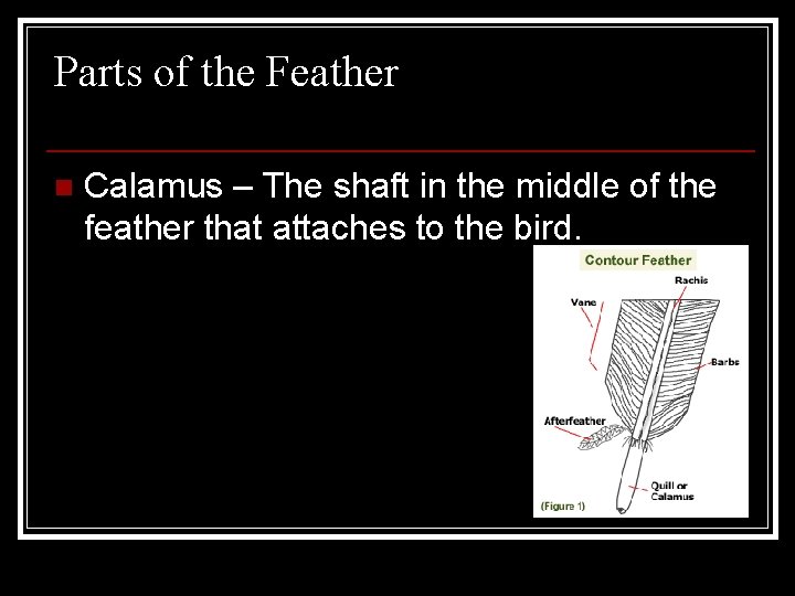 Parts of the Feather n Calamus – The shaft in the middle of the