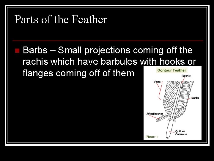 Parts of the Feather n Barbs – Small projections coming off the rachis which