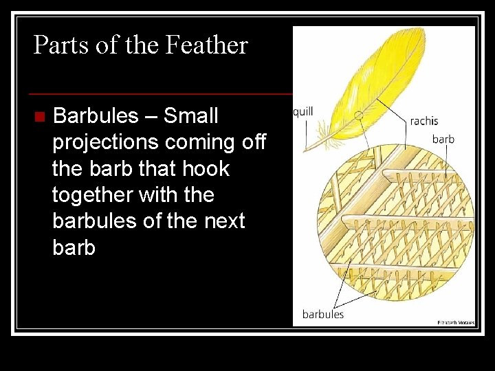 Parts of the Feather n Barbules – Small projections coming off the barb that