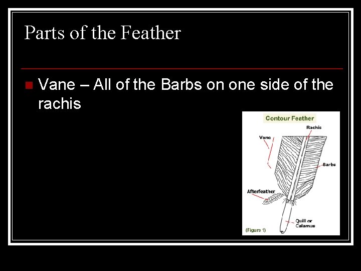Parts of the Feather n Vane – All of the Barbs on one side