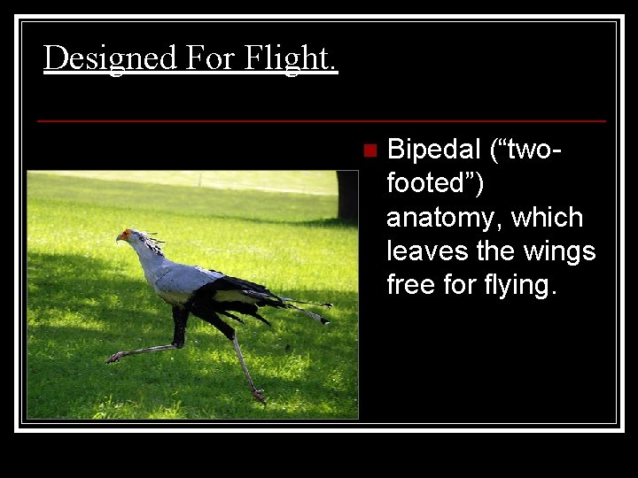 Designed For Flight. n Bipedal (“twofooted”) anatomy, which leaves the wings free for flying.